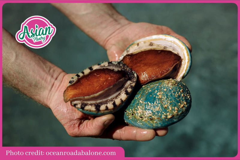 Introduction to Australian Abalones